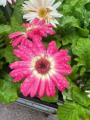 Carousel image 4