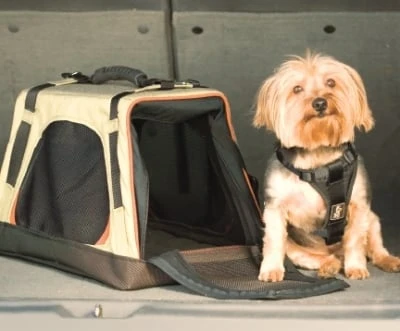 Wander Pet Carrier - Collapsible, Small Dog Carrier, 12 In. H X 19 In. L X 11 In. D