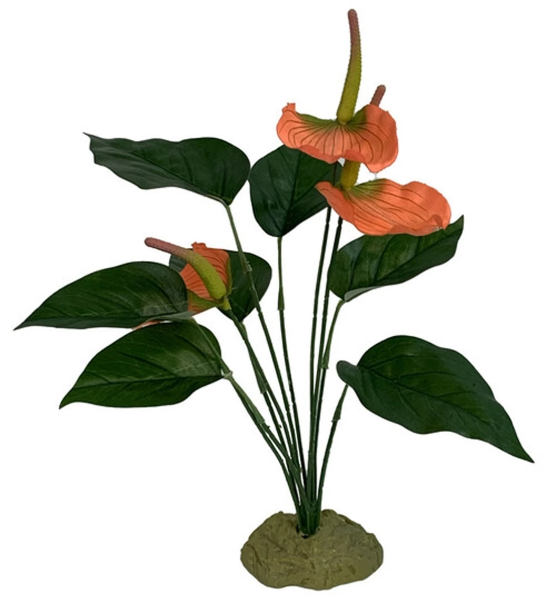 Komodo Anthurium Bush Plant With Gravel, Medium Size, Model 784369932010