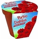 PATIO DAHLIA GROW KIT