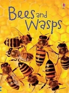 Bees And Wasps Guide For Beginners - Nature Exploration