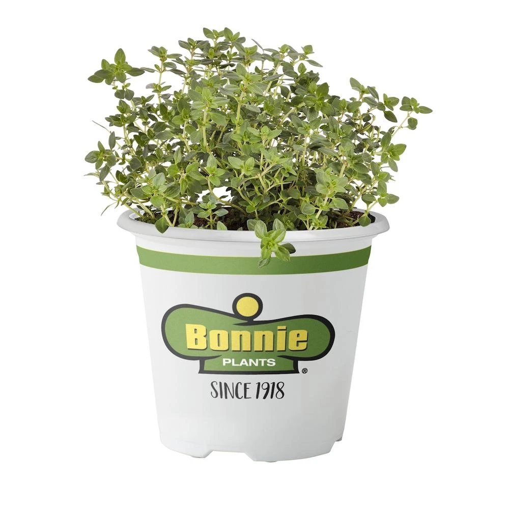 4.5 Inch Lemon Thyme Herb - 19.3 Ounce Pot