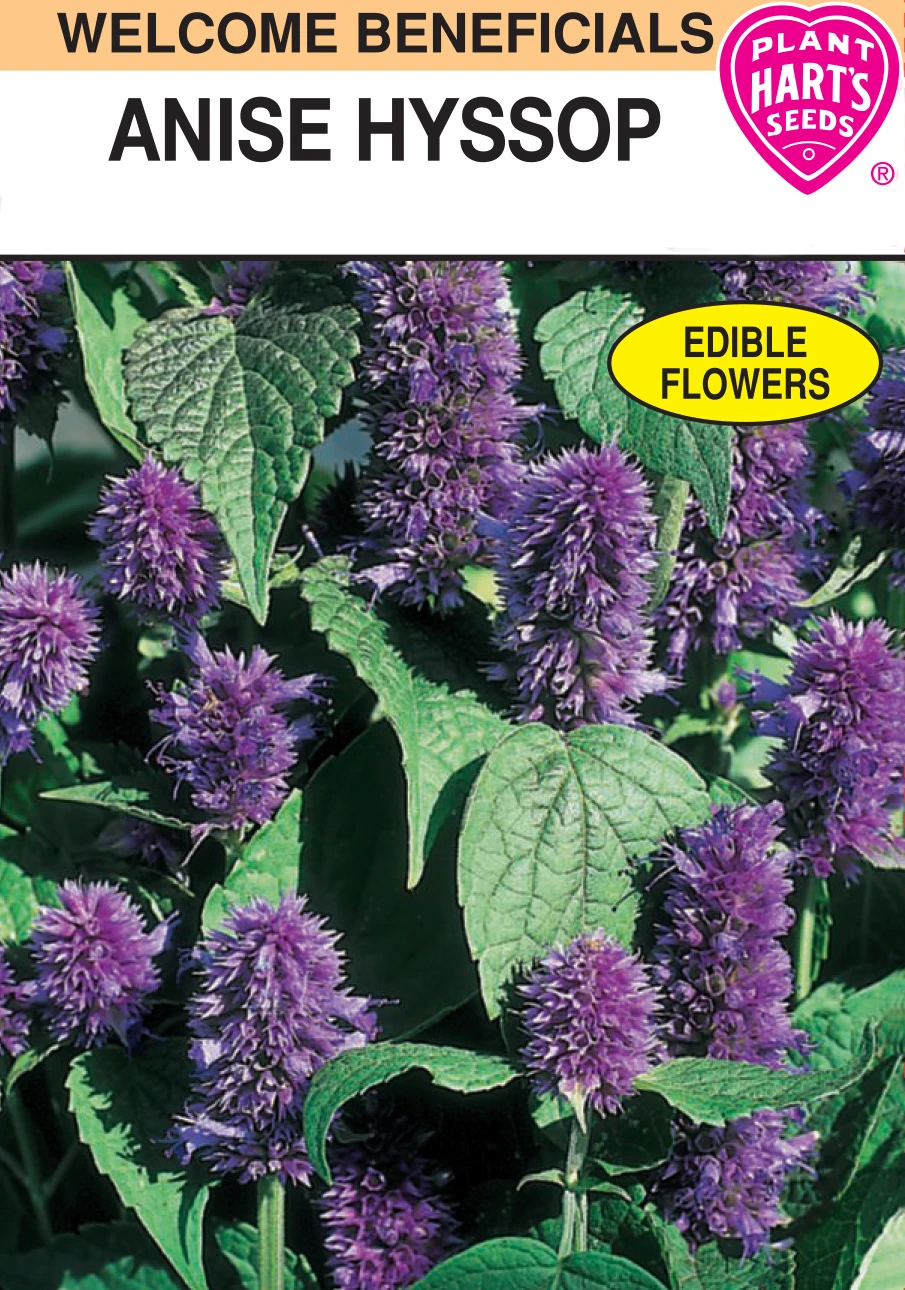 Anise Hyssop - Aromatic Herb For Gardens And Landscapes