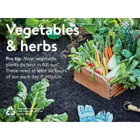 19.3 Ounce Calabacita Squash Seedling - Fresh Vegetable Garden Starter