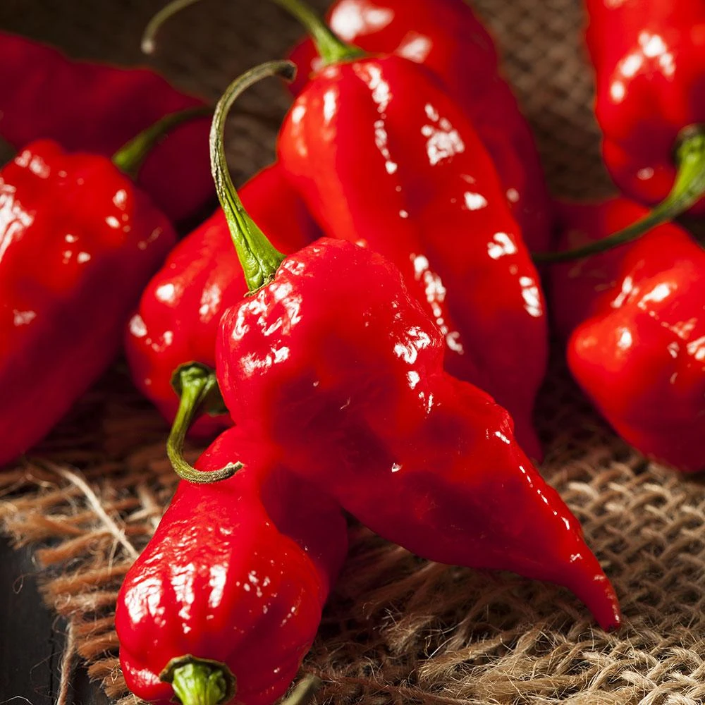 4.5 Inch 19.3 Ounce Pepper-ghost Pepper Red Plant - Model 3150