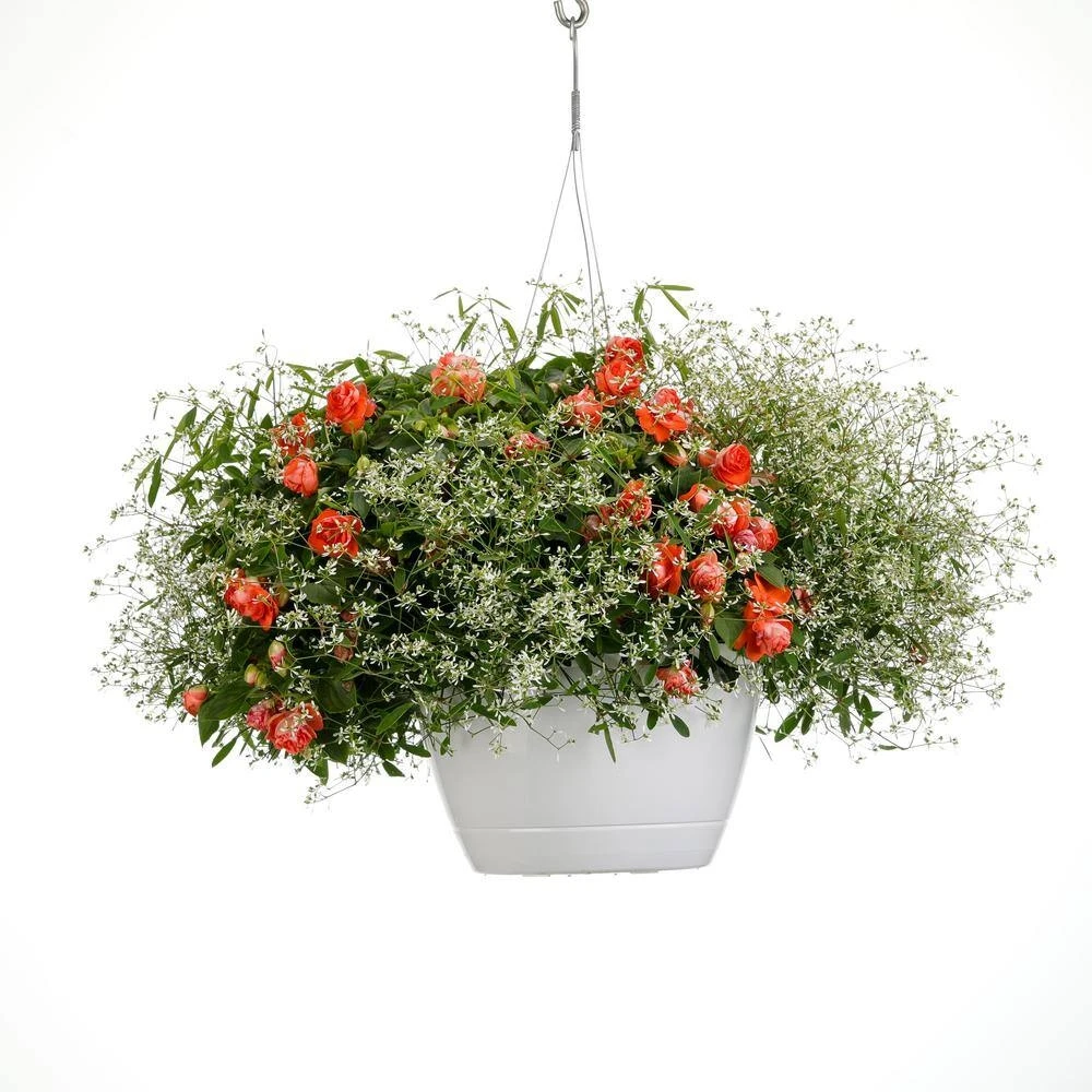 10 Inch White And Orange Flowers Carnelian Combination Hanging Basket Live Plant