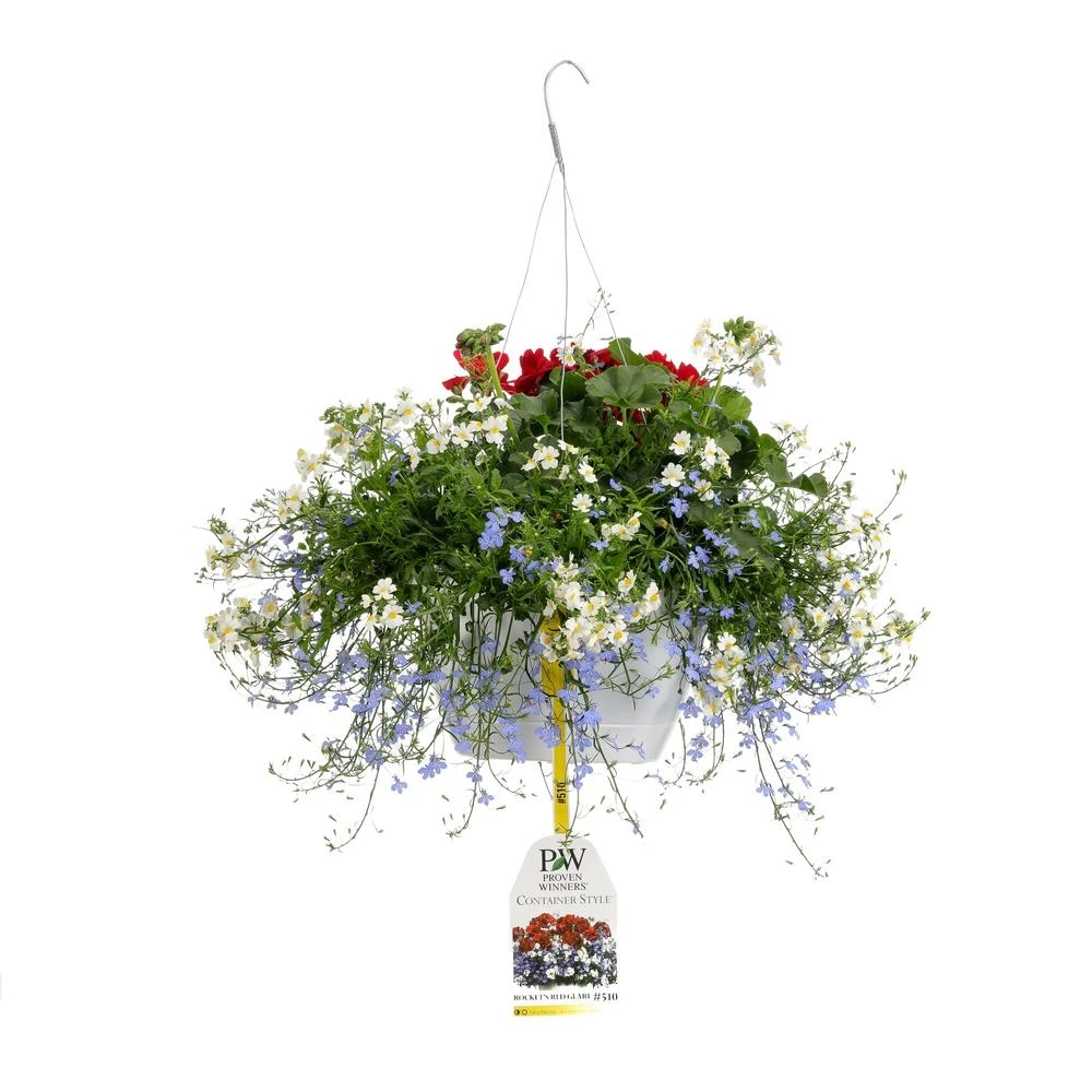 10 Inch Rocket's Red Glare Combination Hanging Basket With Live Red, White, And Blue Flowers
