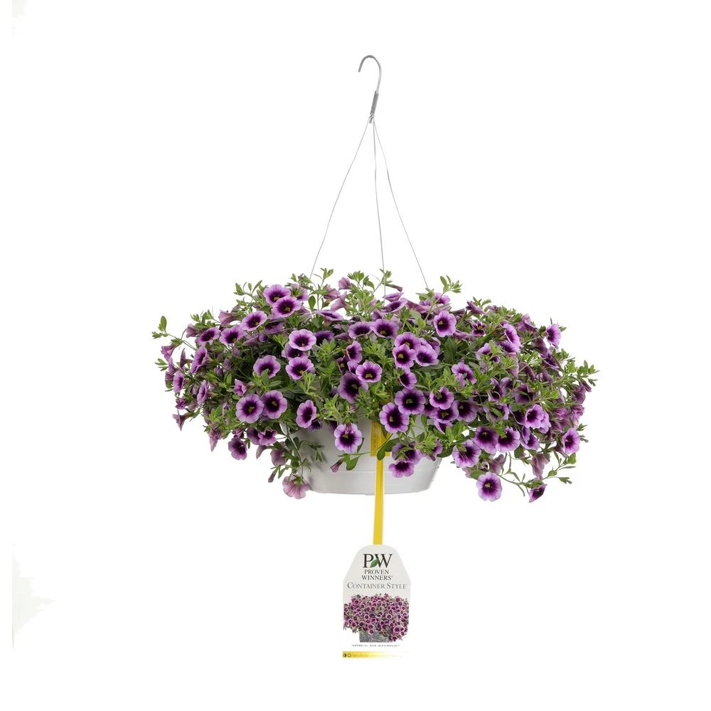 10 Inch Superbells Blue Moon Punch Mono Hanging Basket Live Plant With Purple Flowers