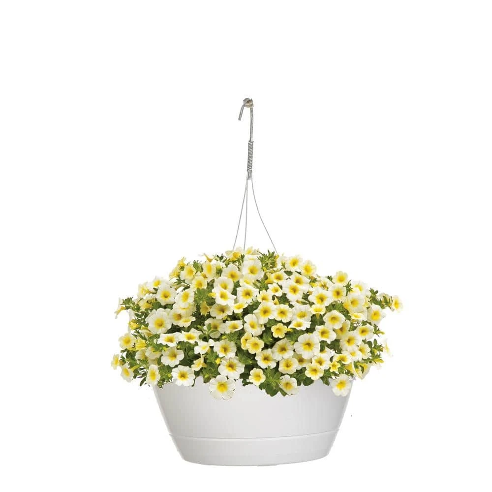 10 In. White And Yellow Calibrachoa Superbells Over Easy Mono Hanging Basket Plant