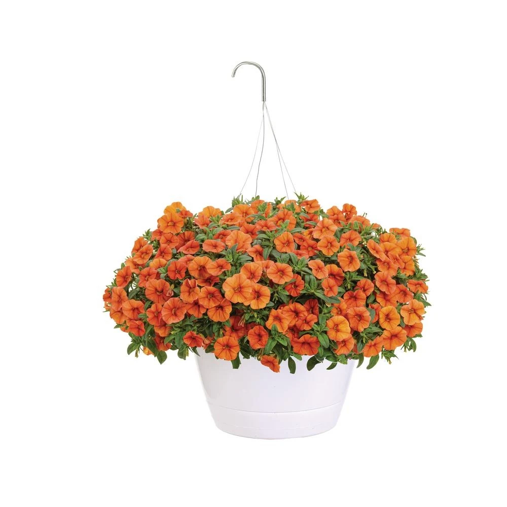 10 Inch Superbells Dreamsicle Mono Hanging Basket Live Plant With Orange Flowers