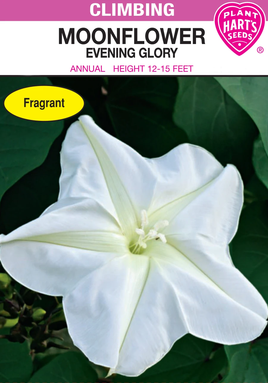 Moonflower Evening Glory - Beautiful Night-blooming Flower Seeds