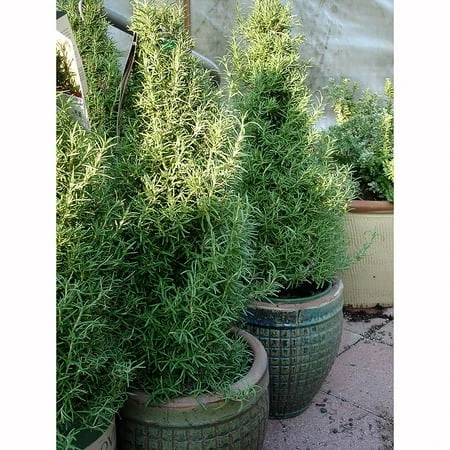 11 Inch Holiday Rosemary Artificial Plant Decoration