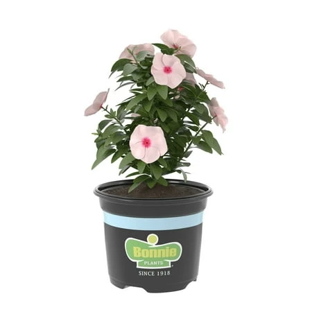 Apricot Vinca 25 Ounce Flowering Plant
