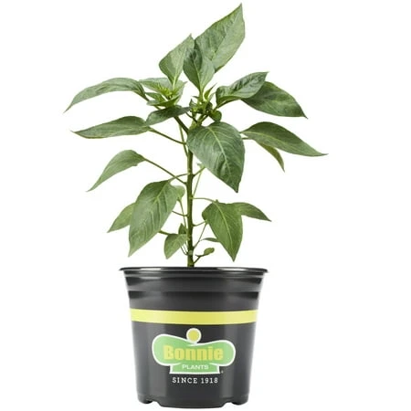 Serrano Pepper Hot Pungent Fruits 2.32 Quart Container