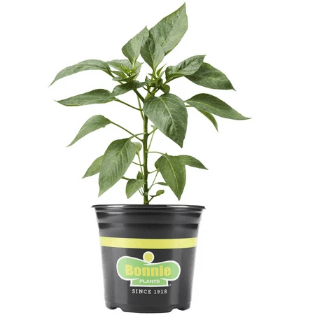 Thai Hot Pepper, 2.32 Quart Container, Ideal For Home Gardens