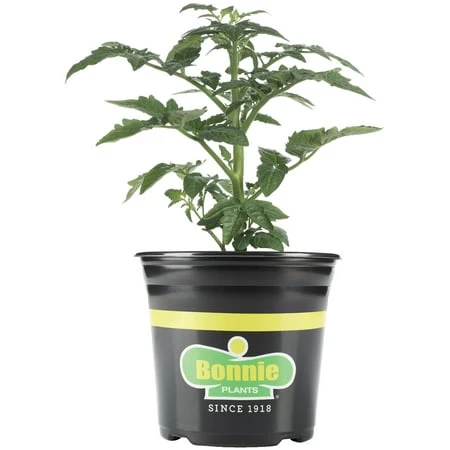 Cherokee Carbon Tomato 1 Gallon Container - Heirloom Variety