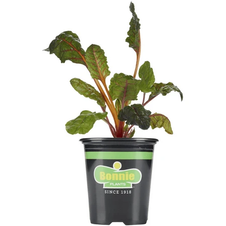Swiss Chard 4.5-inch Pot - 25 Ounce Fresh Vegetable Plant