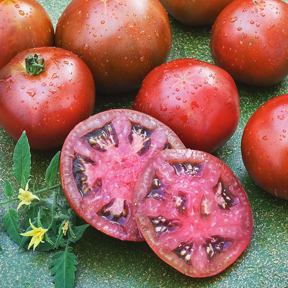 2.32 Quart Tomato Black Prince Russian Heirloom Plant - Bonnie Plants