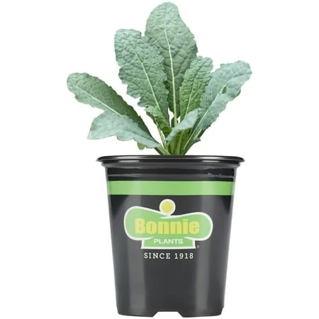 Lacinato Kale 25 Ounce 4.5-inch Potted Plant