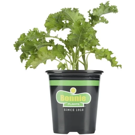 Curly Kale 19.3 Ounce 4.5 Inch Potted Plant