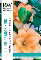 LILUM ORANGE KING BULB