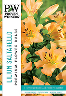 LILIUM SALTARELLO BULBS