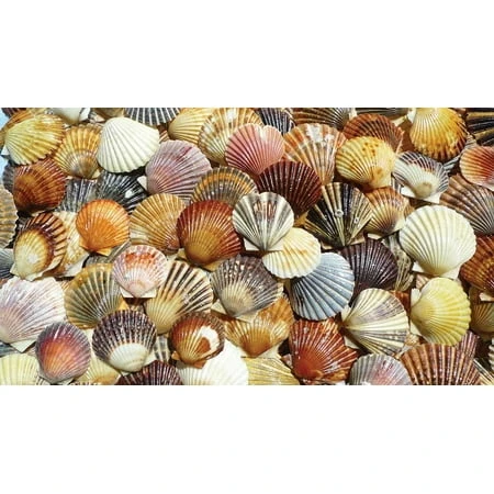 Heritage Puzzle Bay Scallop Beauties 550 Piece Nautical And Coastlines Jigsaw Puzzle