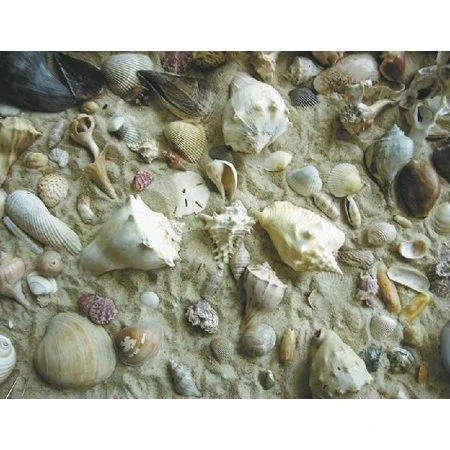 She Sells Sea Shells (doran) 550 Piece Jigsaw Puzzle By Heritage Puzzles Model 40551