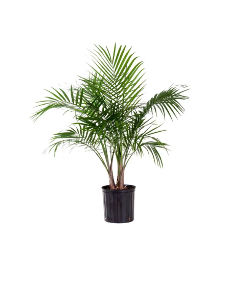 10" Majesty Palm