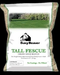 Busy Beaver Tall Fescue Blend 3#