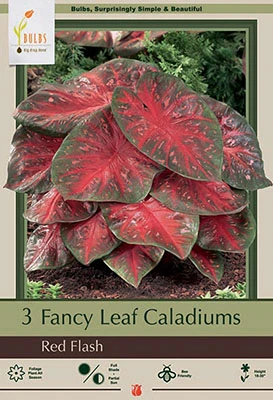 Netherland Bulbs Fancy Leaf Caladiums - Red Flash
