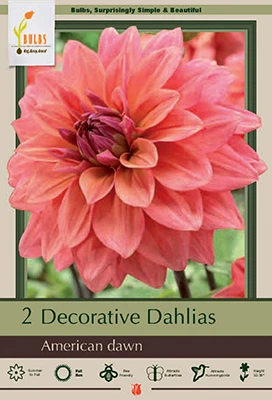 Netherland Bulbs Decorative Dahlias - American Dawn