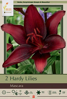 Netherland Bulbs Hardy Lilies - Mascara