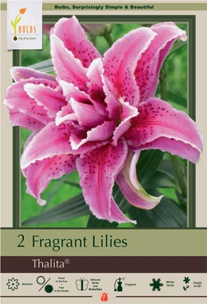 Netherland Bulbs Fragrant Lilies - Thalita