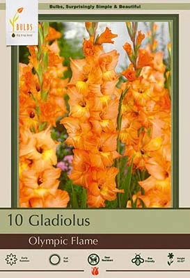 Netherland Bulbs Gladiolus - Olympic Flame