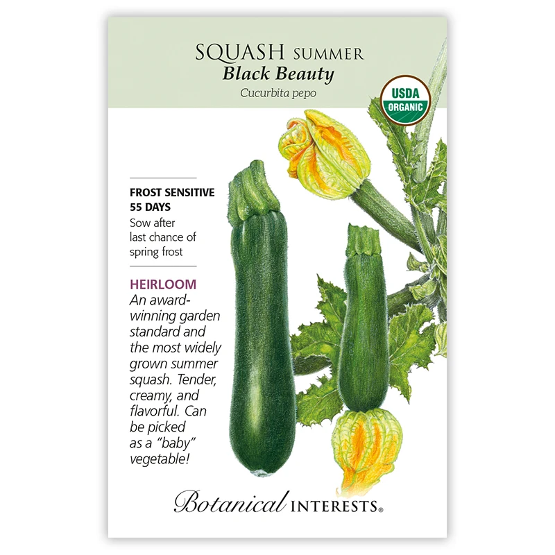 Squash Summer Black Beauty