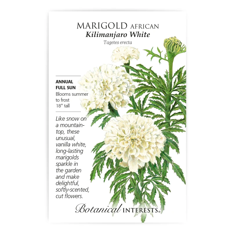 Kilimanjaro White African Marigold - 200 Mg