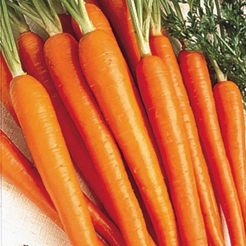 CARROT TENDERSWEET