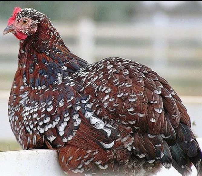 Speckled Sussex Pullets