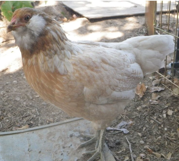 Easter Egger - Adults vary in color.