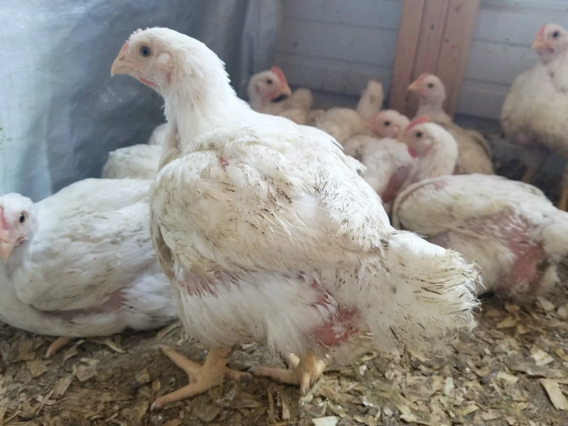 Cornish Cross - Meat Birds