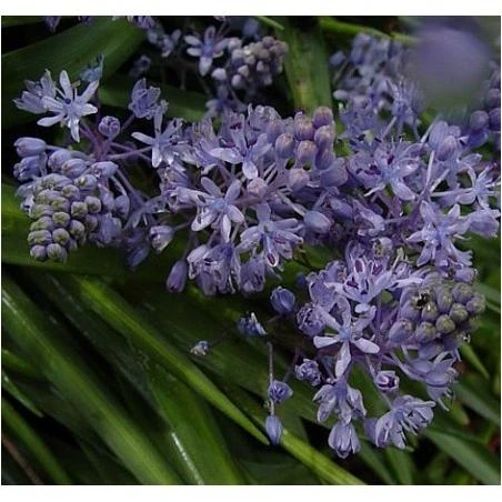 Amethyst Meadow Squill – 15 Premium Scilla amethystina Bulbs for Spring Color