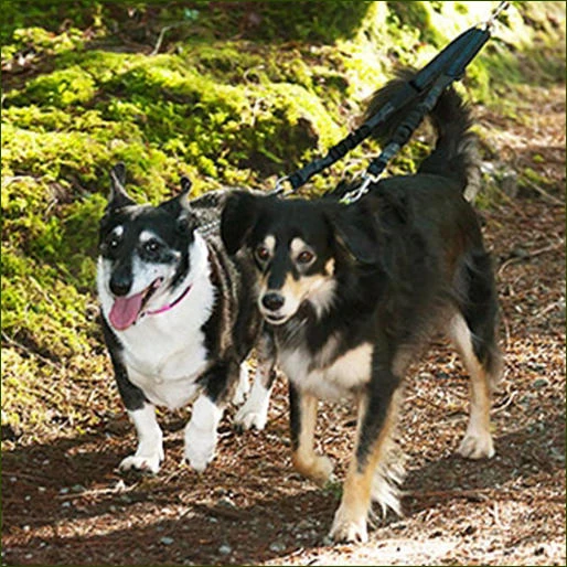 Adjustable Bungee Dog Coupler For Medium Dogs