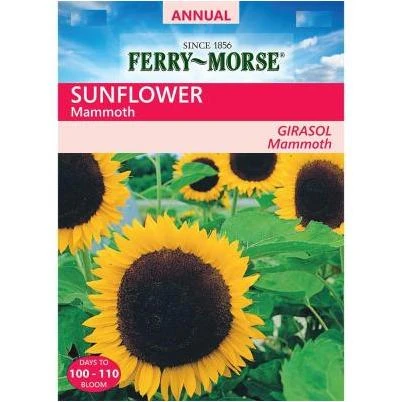 Sunflower Mammoth Seed