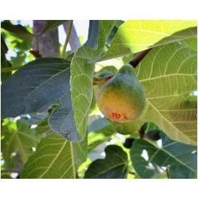 Honey Delight Fig Tree – 1‑Gallon Corky Rootstock, Sweet Fruit & Compact Growth