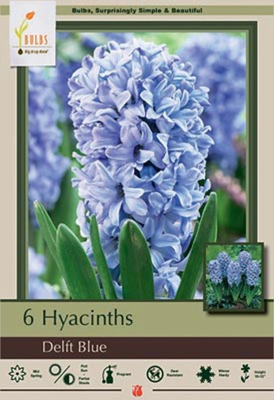 Hyacinth Delft Blue Bulbs - 5 Pack For Vibrant Spring Blooms