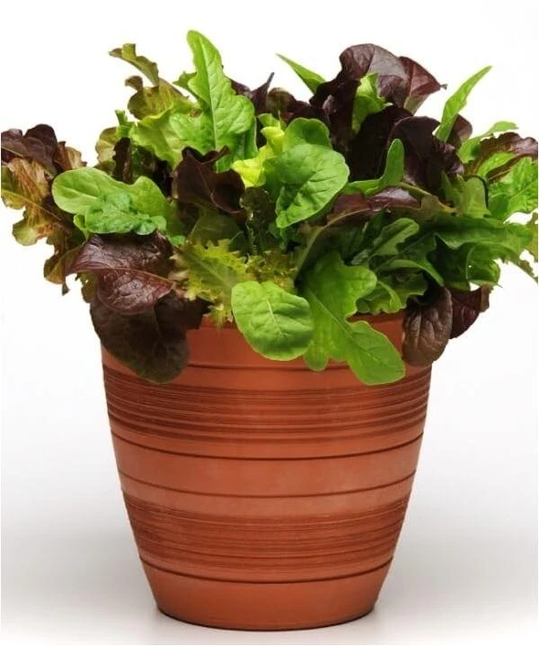Gourmet 2.3‑Quart Ready‑to‑Serve Salad Blend