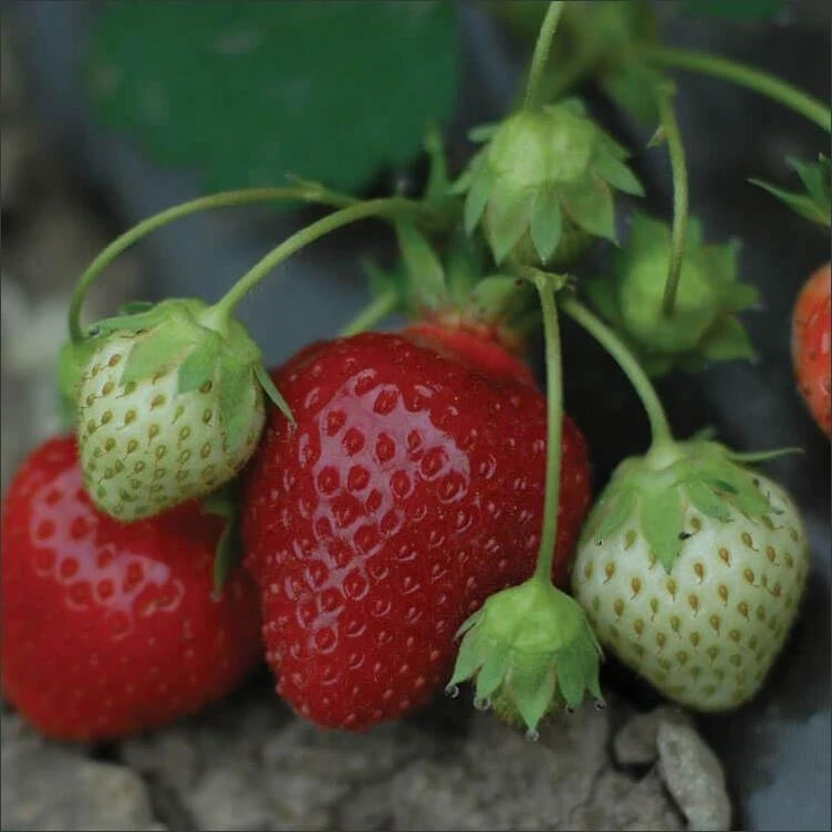 Round‑Root Strawberry Plant – 8‑Count ‘Lowes’ Variety for Home Gardens
