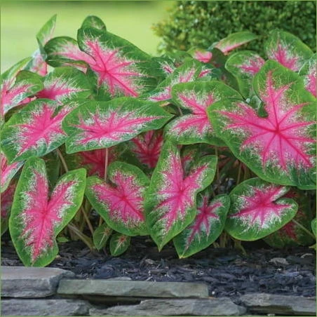 Rose Bud Caladium – 3 Pink‑Green Bulbs for Shade Gardens