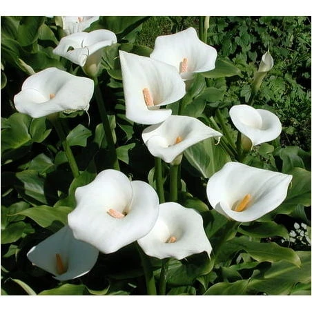 Pure White Calla Lily Bulb – 1.75‑2″ Zantedeschia for Stunning Blooms